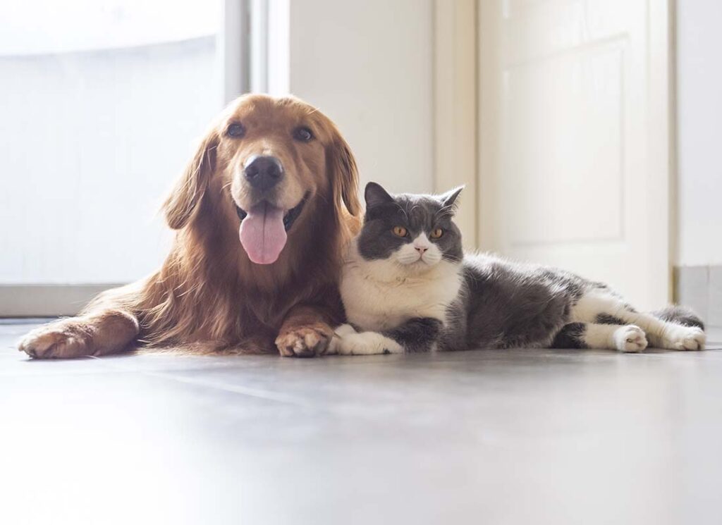 Pet-Insurance-Happy-Golden-Retriever-and-Adult-Cat-Playing-Together-on-the-Floor-in-the-Kitchen-of-Family-Home-While-Waiting-for-Food